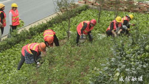 威信長(zhǎng)征路景觀綠化節(jié)點(diǎn) 生態(tài)與美學(xué)的融合實(shí)踐