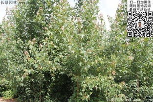 三角楓種子的選購(gòu)、種植與技術(shù)指南——以江蘇沭陽長(zhǎng)景園林為例