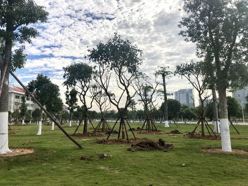 以?shī)^斗之姿 育生態(tài)之美——翔安校區(qū)圓滿(mǎn)完成會(huì)展片區(qū)苗木移植工作紀(jì)實(shí)