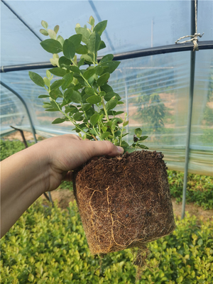 泰安市典范苗木 專(zhuān)業(yè)種植與全方位技術(shù)咨詢(xún)指南